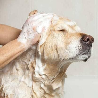 Anti-Itch Dog Shampoo